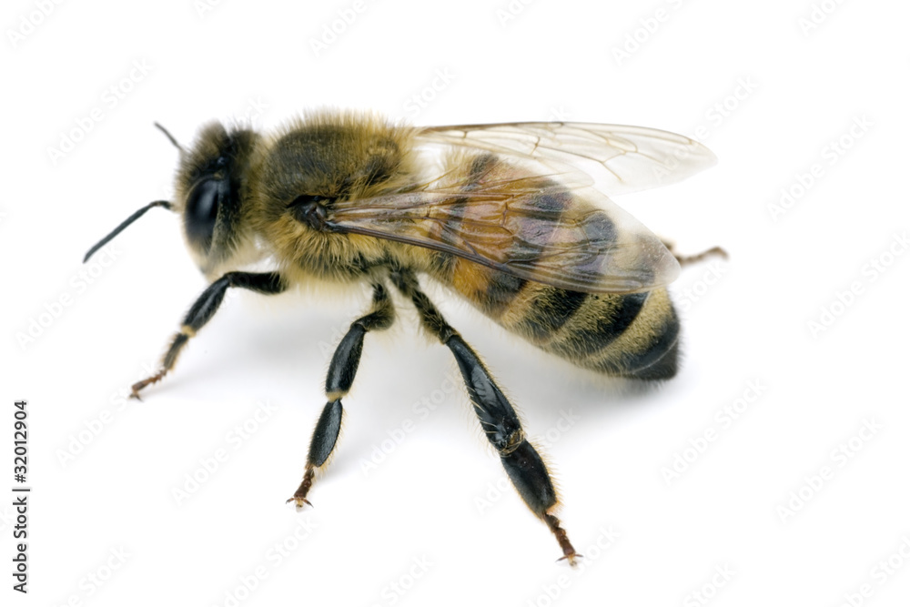 Bee, Apis mellifera, European or Western honey bee, isolated on Bee, Apis mellifera, European or Western honey bee, isolated on