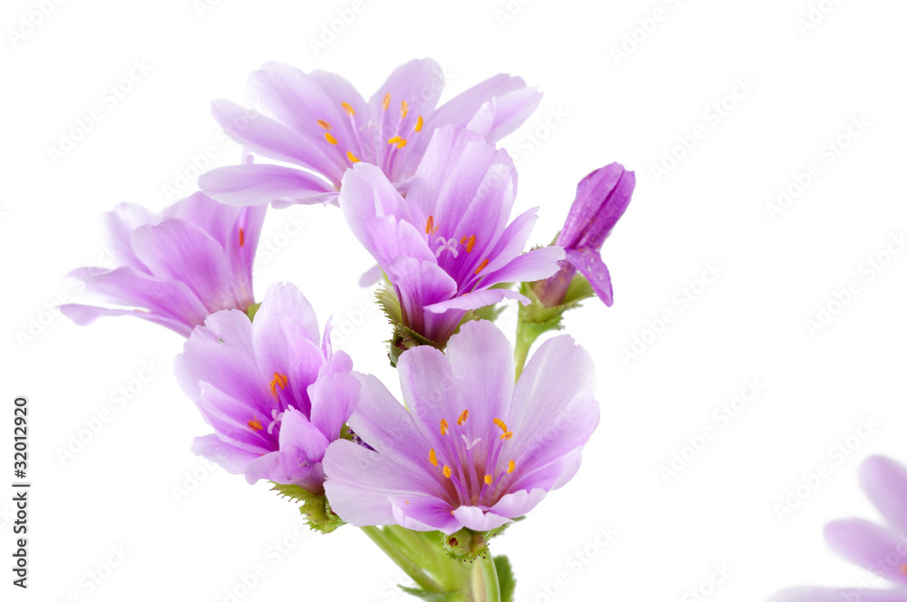 Lewisia