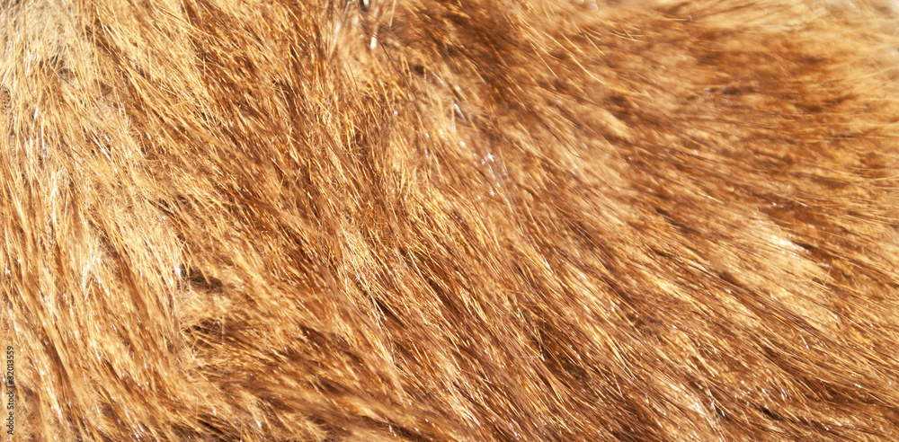 Red fox fur macro shot Red fox fur macro shot