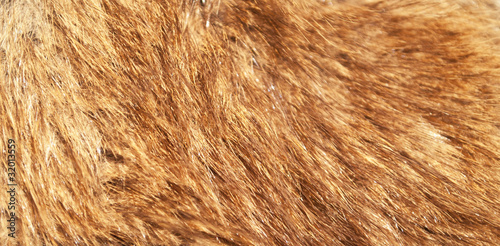 Red fox fur macro shot