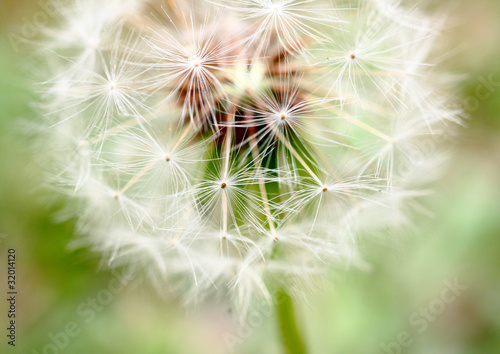 Macro of Dandelion