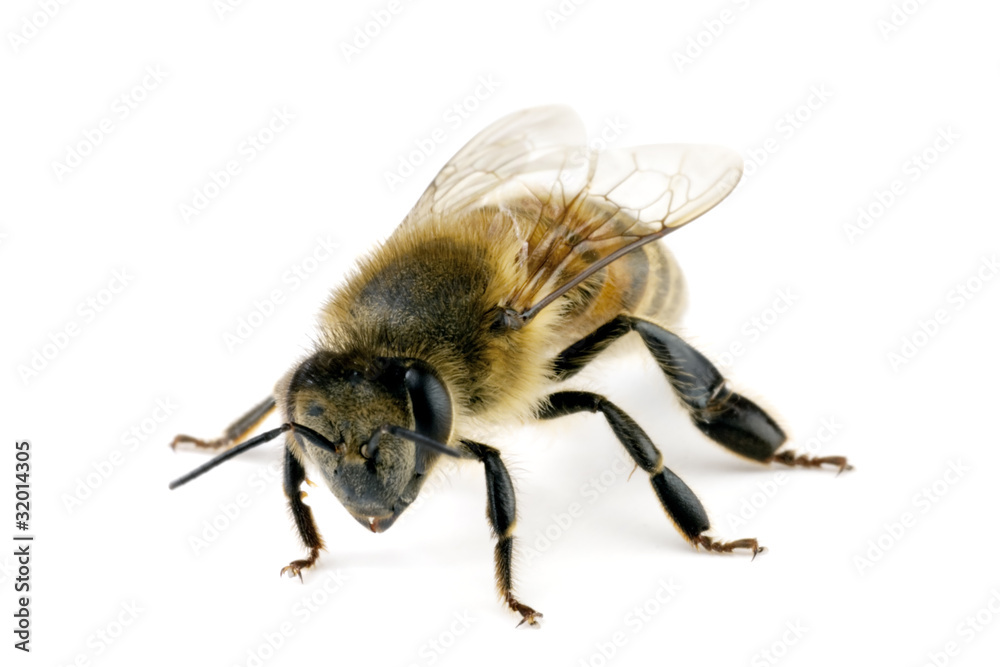 Bee, Apis mellifera, European or Western honey bee Bee, Apis mellifera, European or Western honey bee