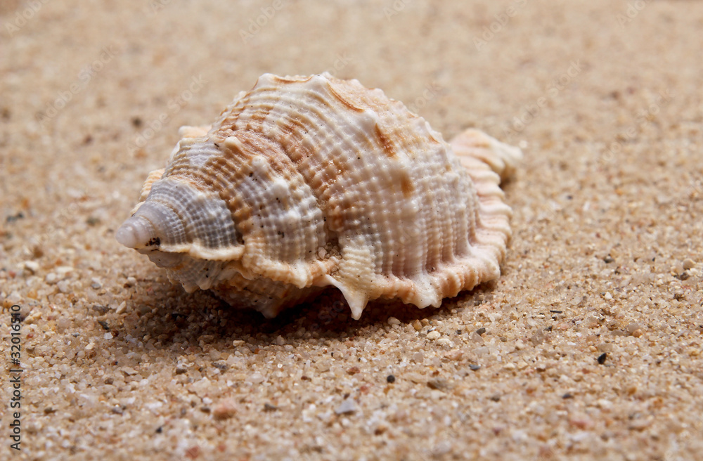 Seashell close-up Seashell close-up