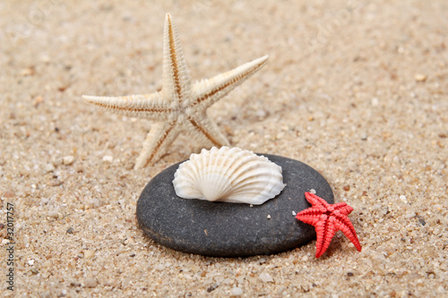 starfish on a sand beach