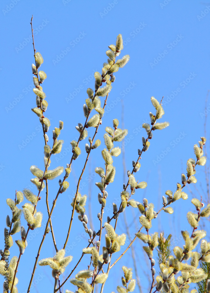 blooming willow against the blue spring sky blooming willow against the blue spring sky