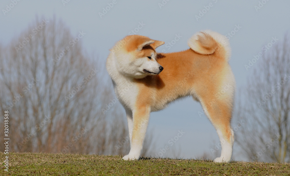 AKITA INU