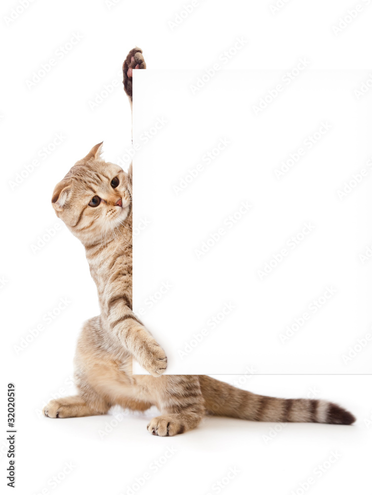 Fototapeta premium kitten isolated with placard or banner for your text
