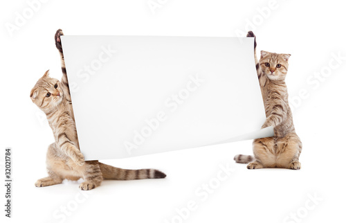 two kittens isolated with placard or banner photo