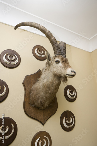 Ausgestopfter Steinbock