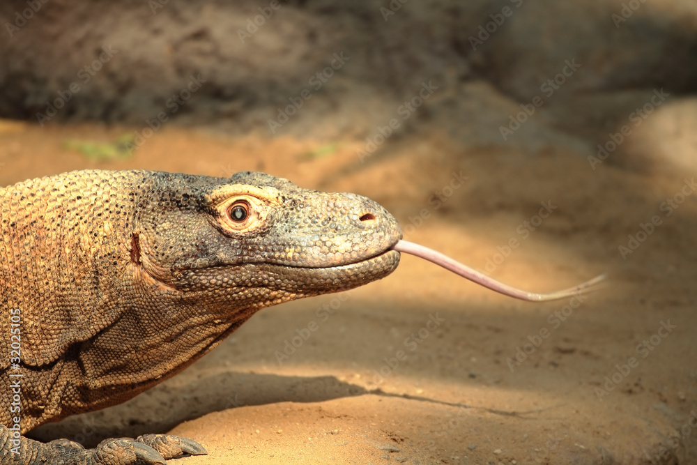 Fototapeta premium komodo lizard
