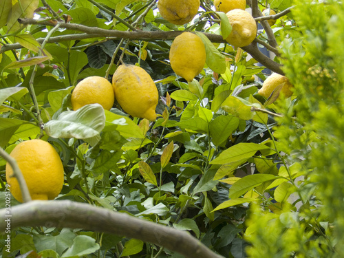 Albero di limoni