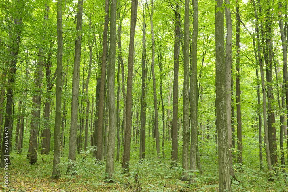 Obraz premium Forest