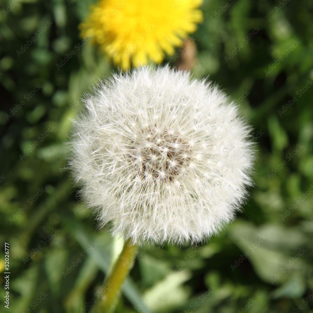 Fototapeta premium Dandelion blow -ball in close up