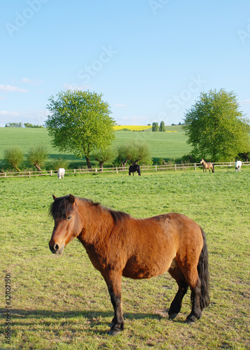 Shetty auf Koppel photo