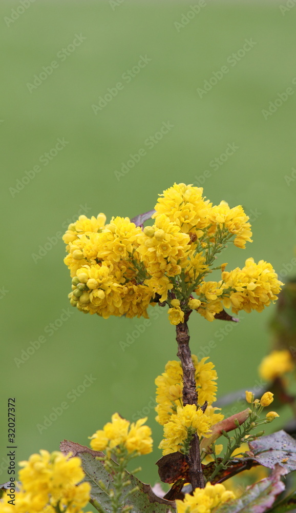 Mahonia aquilfolium Mahonia aquilfolium
