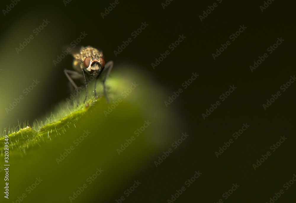 Fototapeta premium Scathophaga