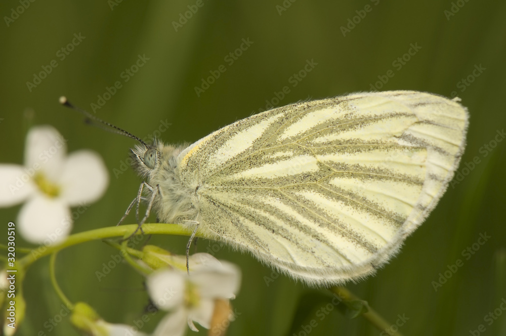 Pieris napi - Cabbage Pieris napi - Cabbage