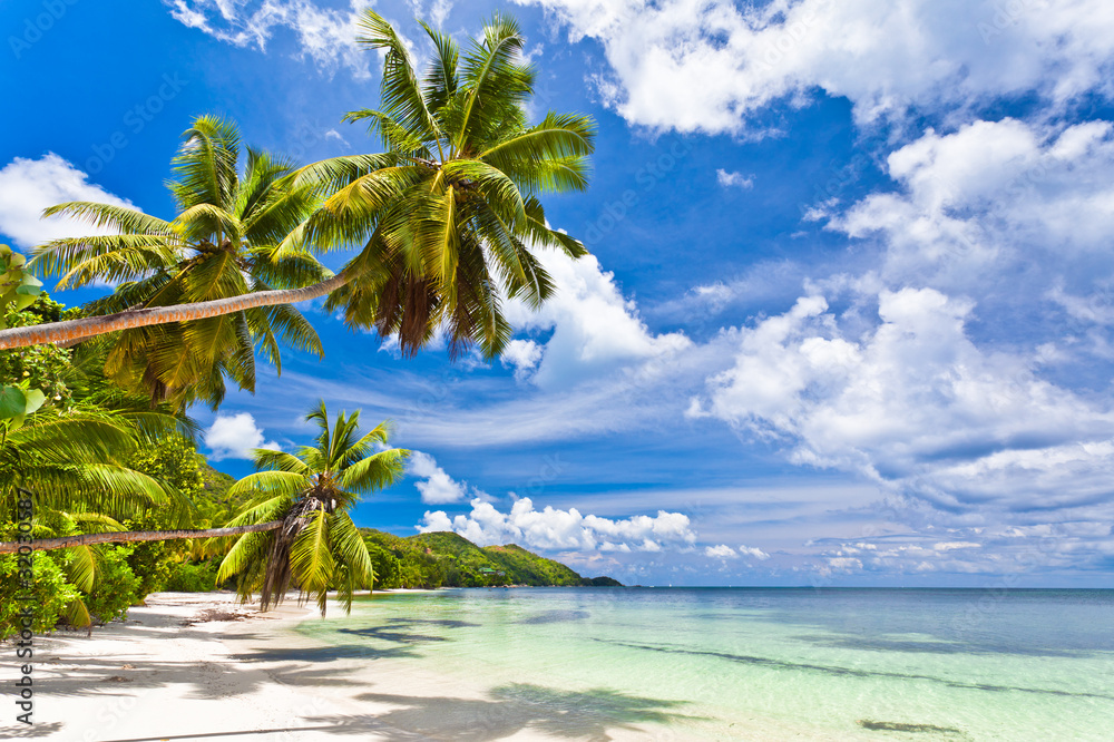 seychelles plage cocotier - obrazy, fototapety, plakaty 