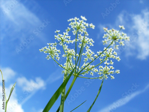 schierling blume gift