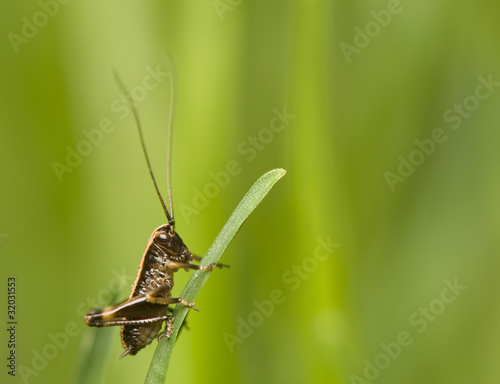 Pholidoptera © Gucio_55