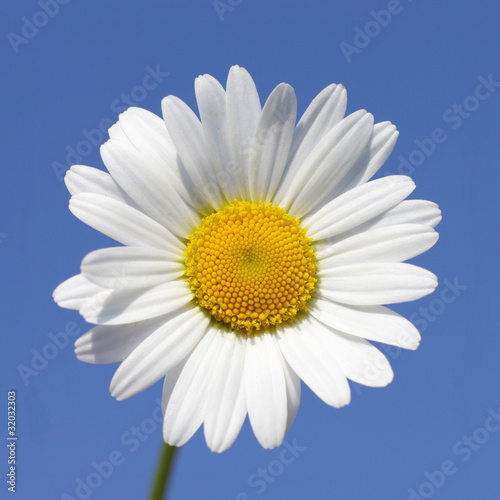 Daisy flower in sunny day