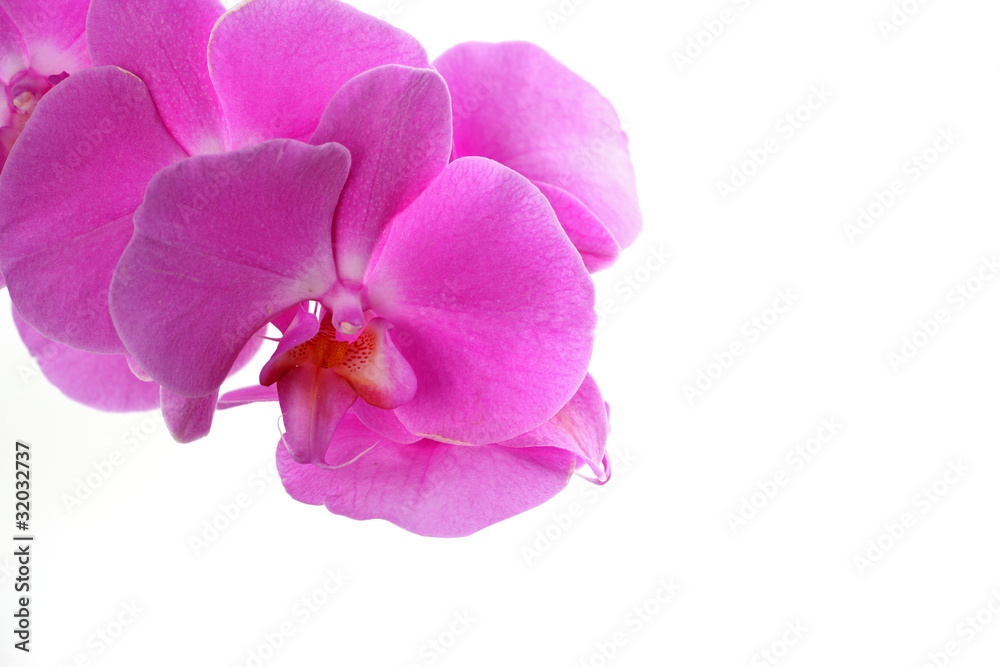 Obraz premium orchid