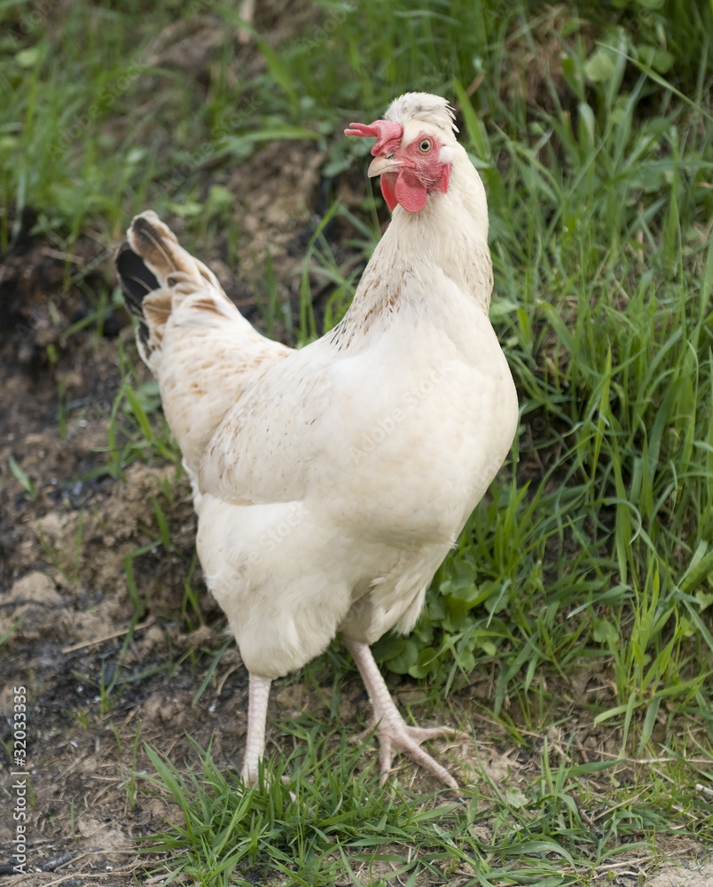 Fototapeta premium white hen