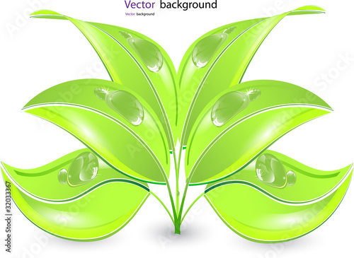 leaf vector