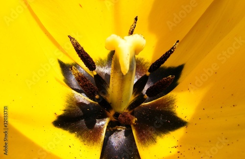 Tulip