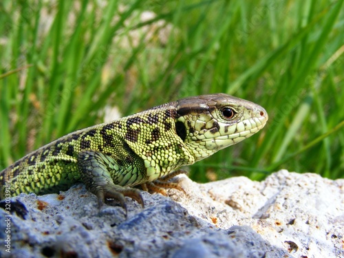 lizard