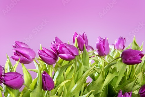 tulips pink flowers pink studio shot