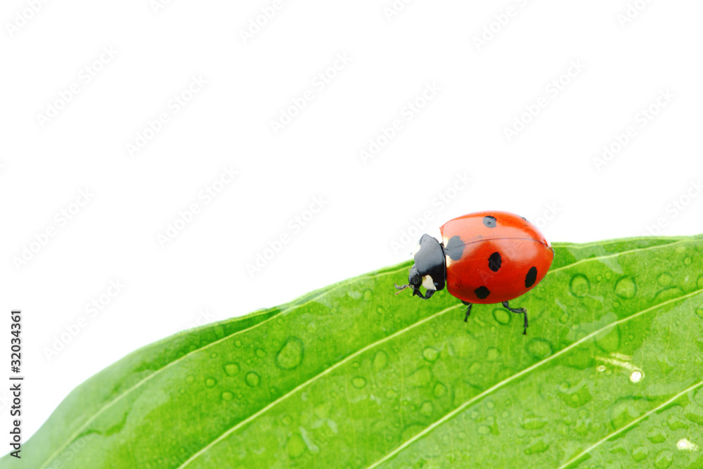 ladybug on leaf ladybug on leaf