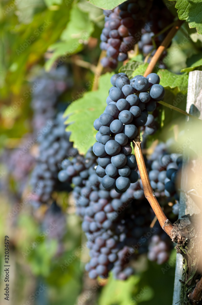 Fototapeta premium Red grapes