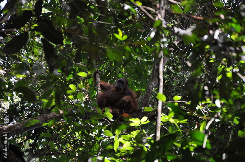 orang utan, Sumatra © ale65