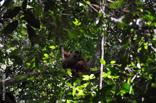 orang utan, Sumatra