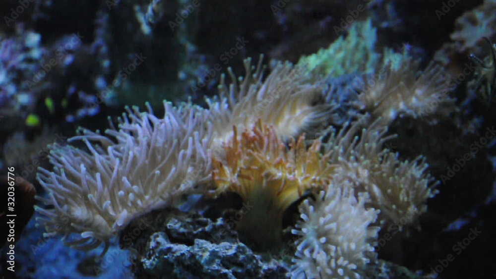 Aquariumfische Aquariumfische