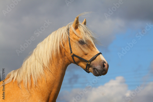 welsh pony stallion