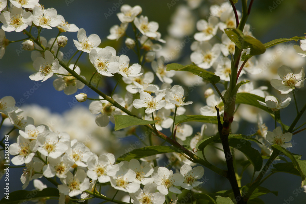 Vogekirschblüten (Prunus avium)