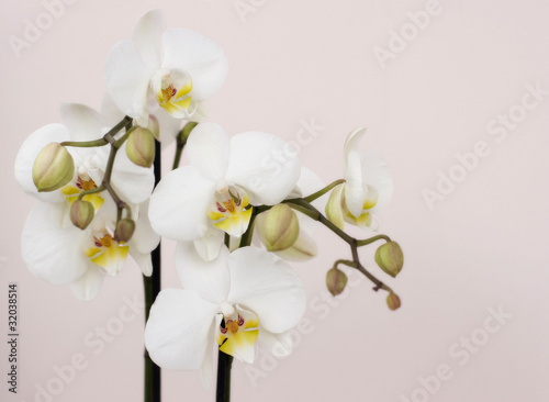 Bouquet of white orchids