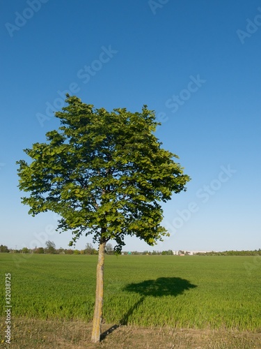 A single tree casting a long shadow on a bright sunny day
