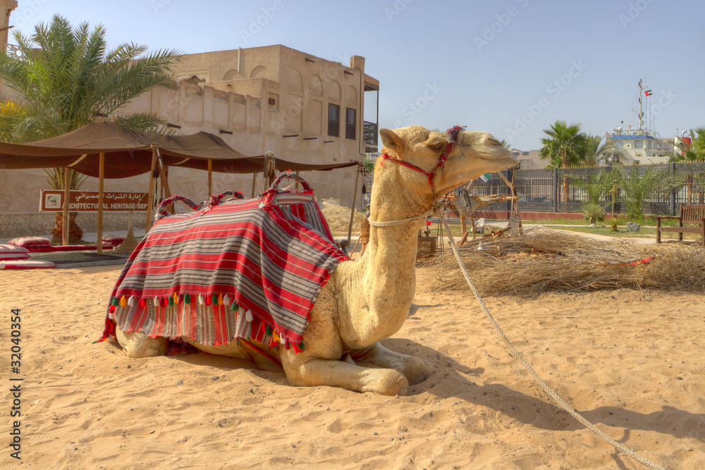 Fototapeta premium camel in Dubai,United Arab Emirates