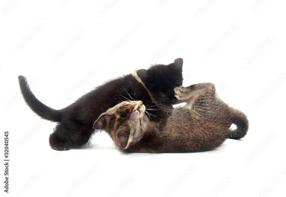 Obraz premium Two kittens playing and fighting