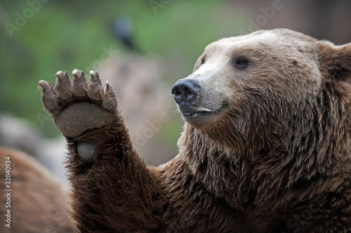 Brown bear Saying Hello