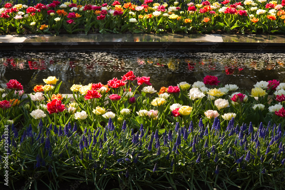 Modern pond with colorful tulips