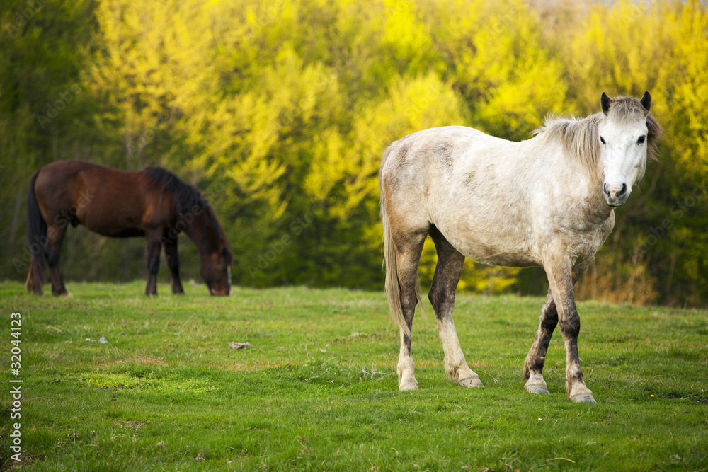 Konie w Rumunii