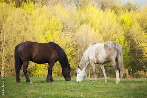 Konie w Rumunii © sitriel