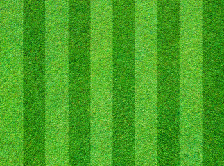 Real green grass field background