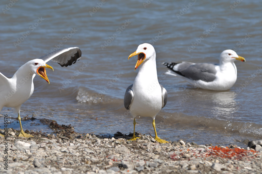 Seagulls Arguing Over Fish Eggs Seagulls Arguing Over Fish Eggs