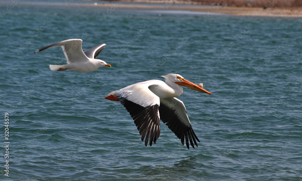 Fototapeta premium Pelican Seagull Flying