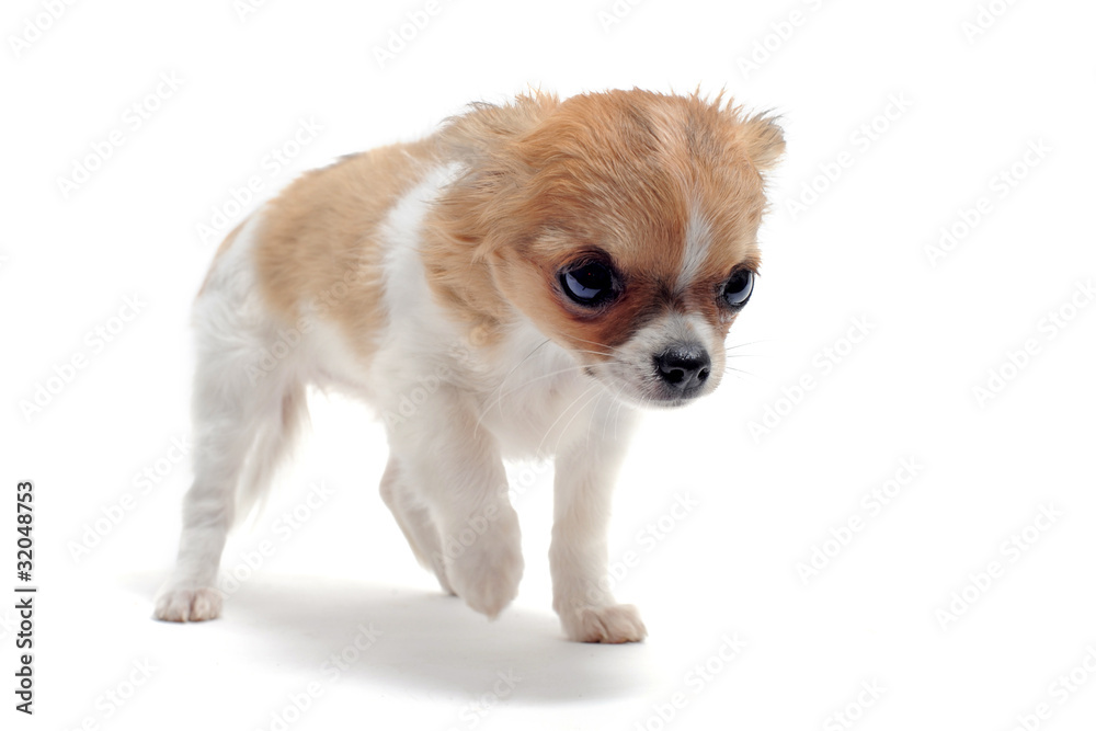 Obraz premium chiot chihuahua